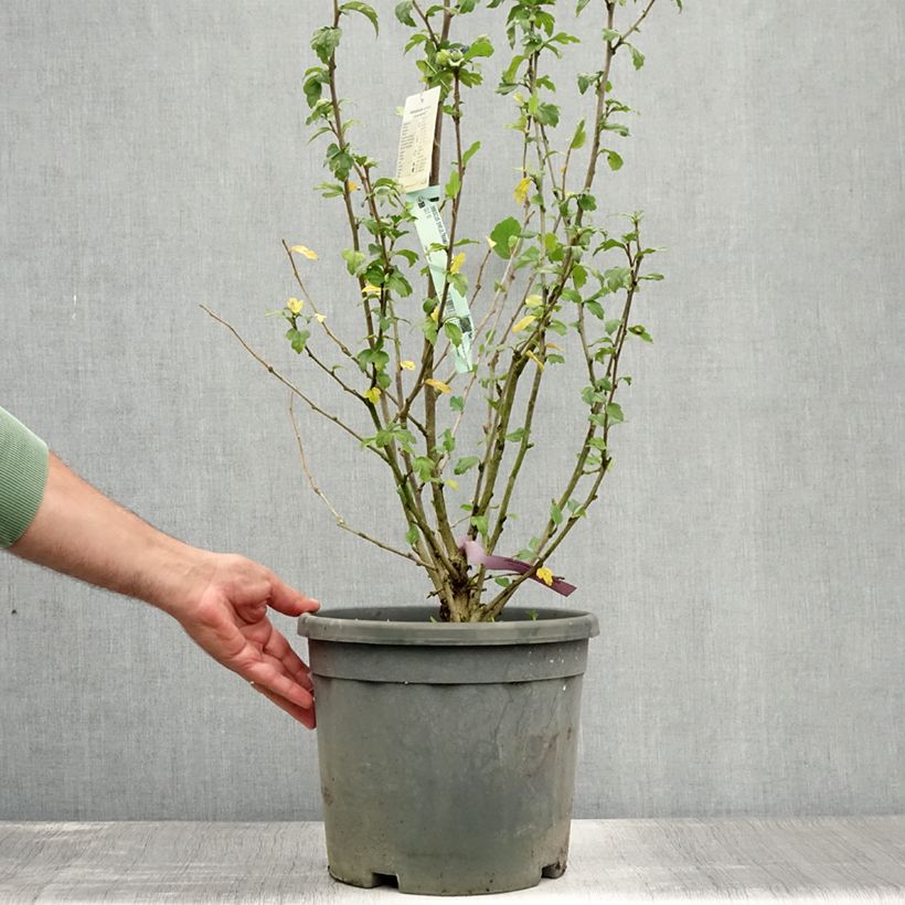 Spécimen de Hibiscus syriacus Ultramarine - Althéa bleu Pot de 7,5L/10L tel que livré en été