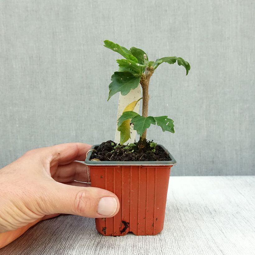 Spécimen de Hibiscus syriacus Woodbridge  Godet de 8/9 cm tel que livré en automne