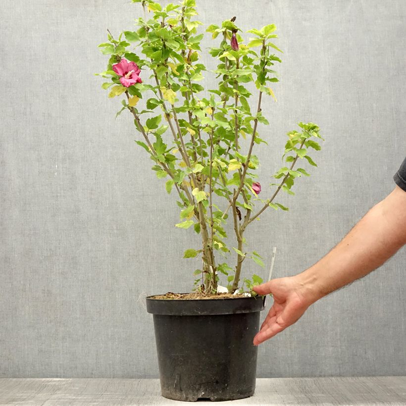 Spécimen de Hibiscus syriacus Woodbridge  Pot de 7,5L/10L tel que livré en été