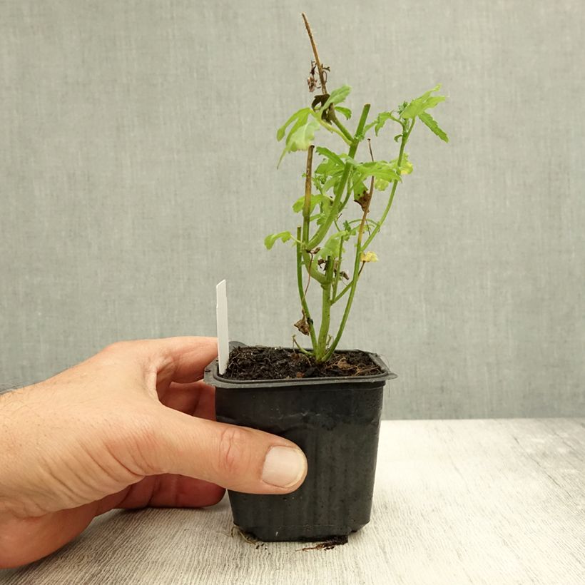 Spécimen de Hibiscus trionum - Ketmie d'Afrique, Fleur d'une heure Godet de 8/9 cm tel que livré en automne