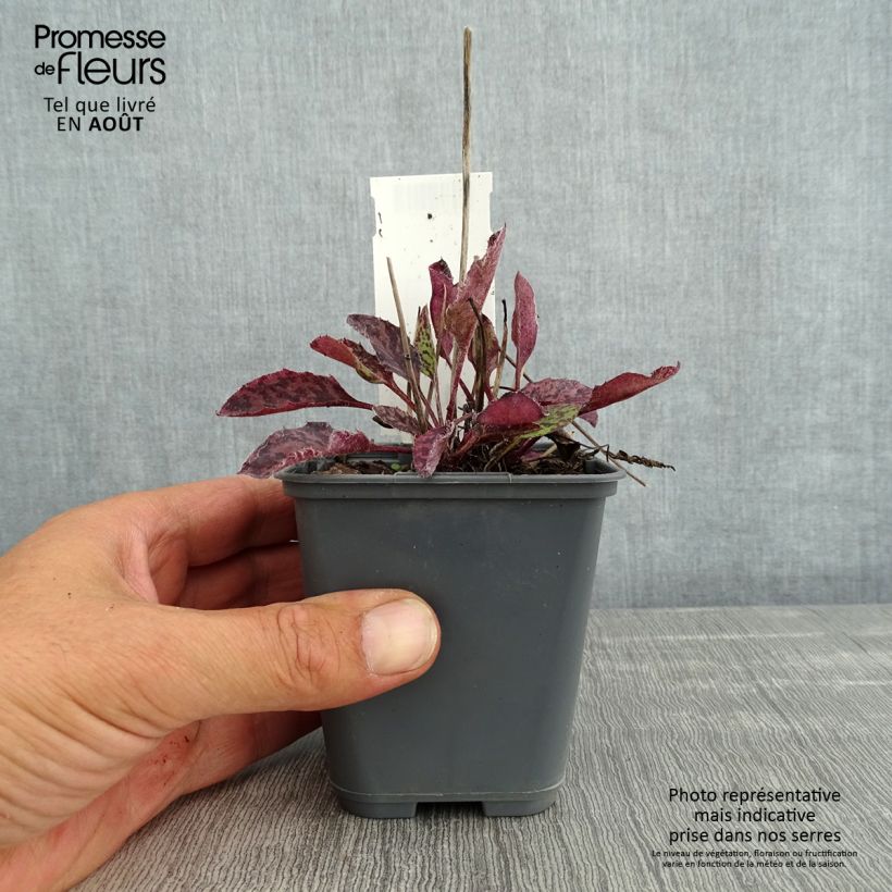 Spécimen de Hieracium maculatum - Epervière tachée Godet de 8/9 cm tel que livré en été
