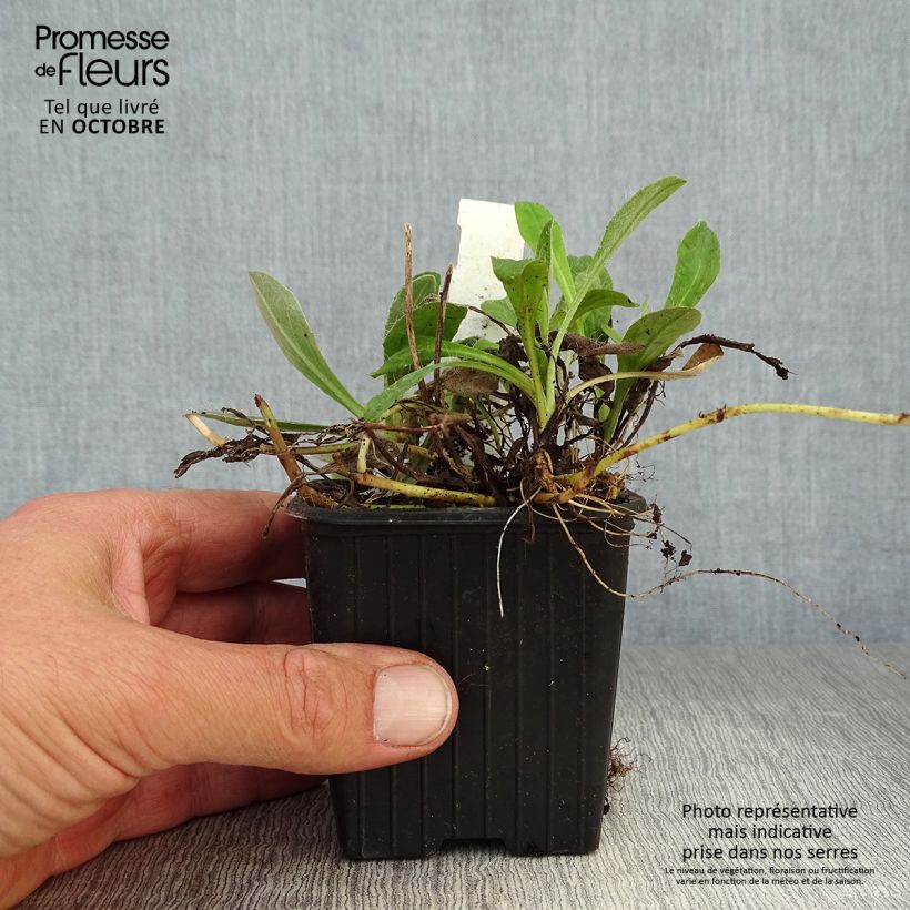 Spécimen de Hieracium pilosella - Epervière Godet de 8/9 cm tel que livré en automne