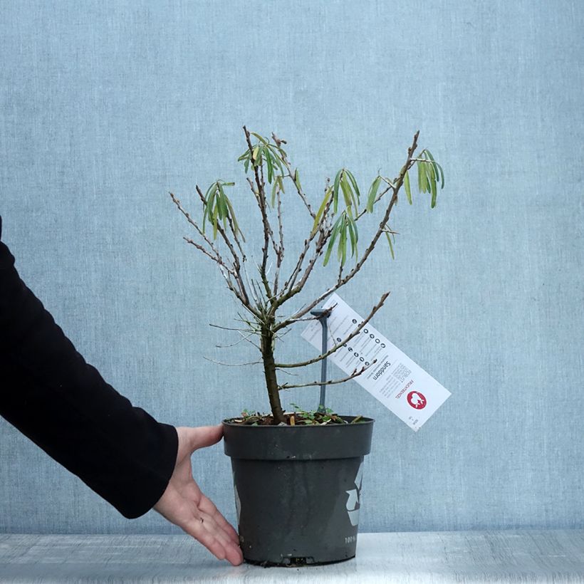 Spécimen de Hippophae rhamnoides Botanica - Argousier femelle Pot de 3L/4L tel que livré en automne