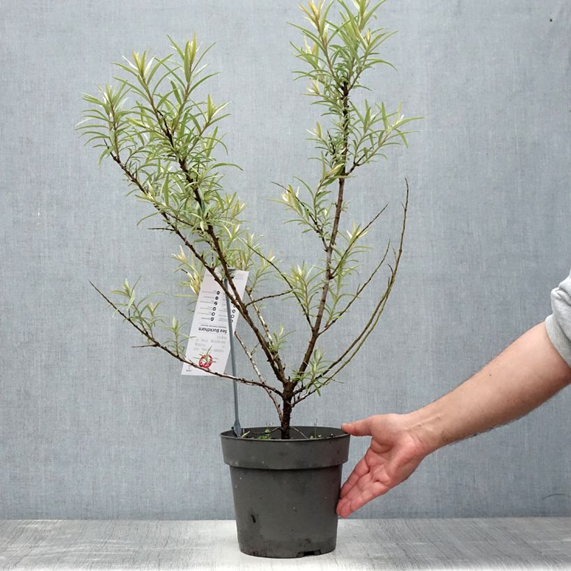 Spécimen de Hippophae rhamnoides Botanica - Argousier femelle Pot de 3L/4L tel que livré en été