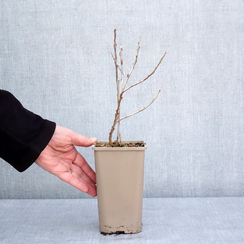 Spécimen de Hippophae rhamnoides Garden's Gift - Argousier femelle Pot de 1,5L/2L, Touffe tel que livré en hiver