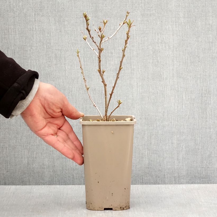 Spécimen de Hippophae rhamnoides Garden's Gift - Argousier femelle Pot de 1.5L/2L tel que livré au printemps