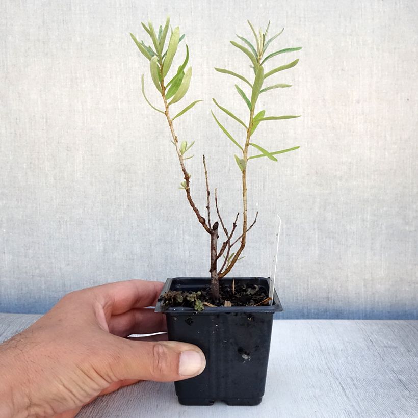 Spécimen de Hippophae rhamnoides Leikora - Argousier femelle Godet de 8/9 cm tel que livré en été