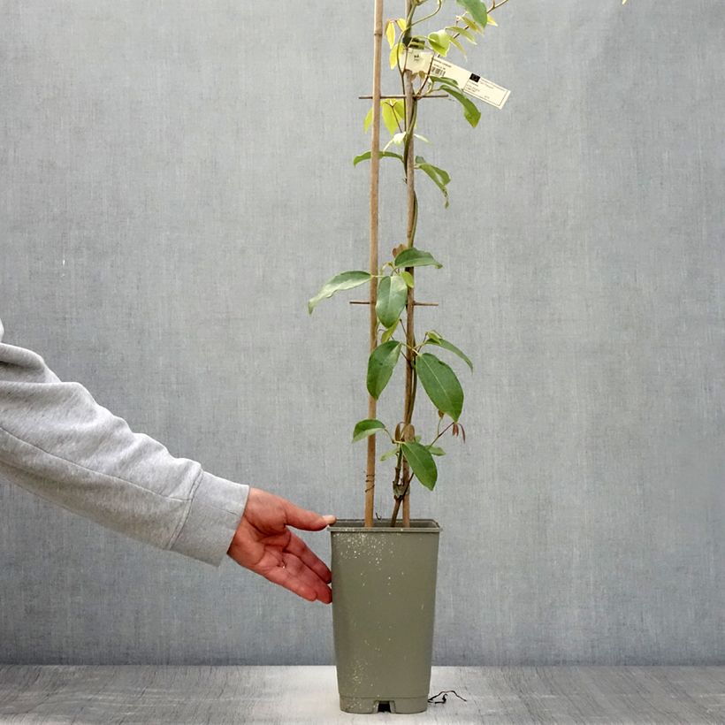 Spécimen de Holboellia coriacea - Vigne bleue de Chine Pot de 2L/3L tel que livré en été