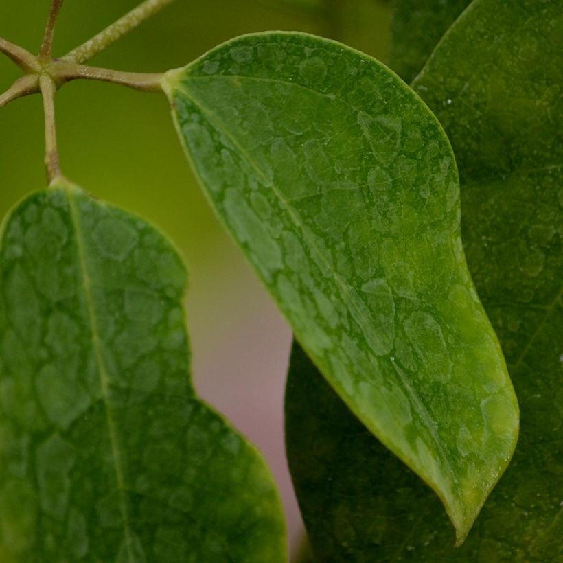 Holboellia latifolia (Feuillage)