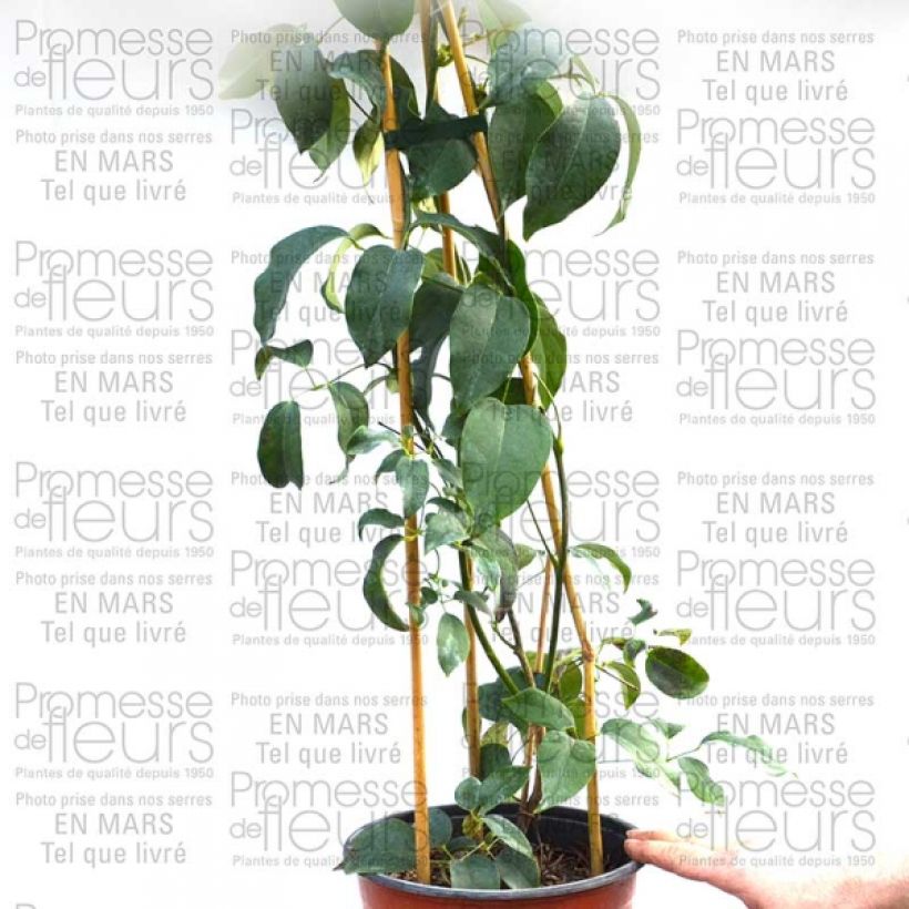 Exemple de spécimen de Holboellia latifolia Pot de 1.5L tel que livré