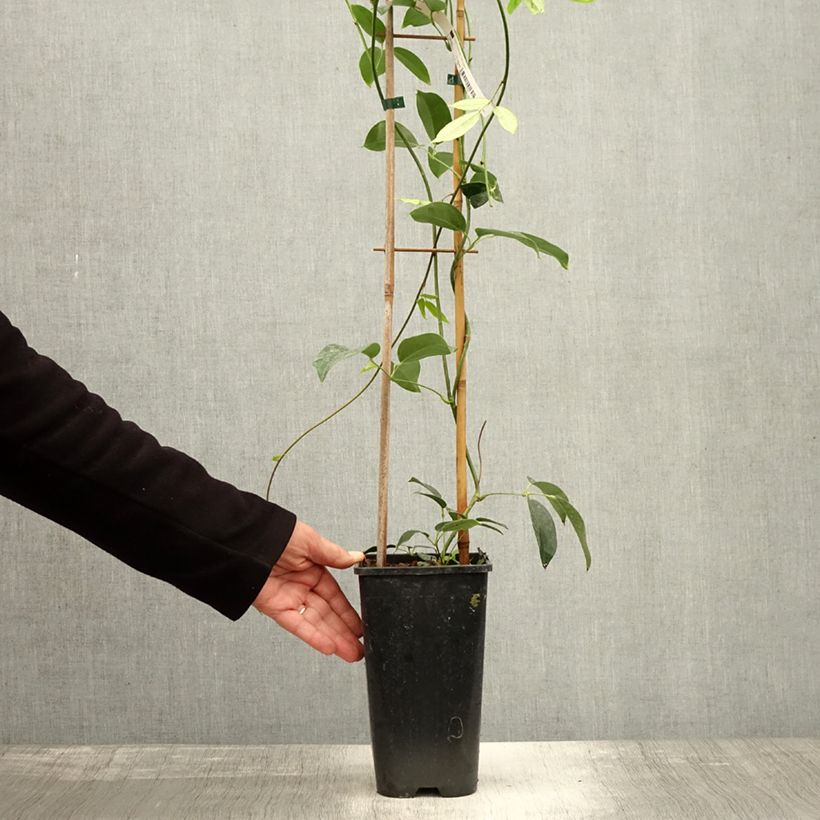Spécimen de Holboellia traversii Pot de 3L/4L tel que livré en automne