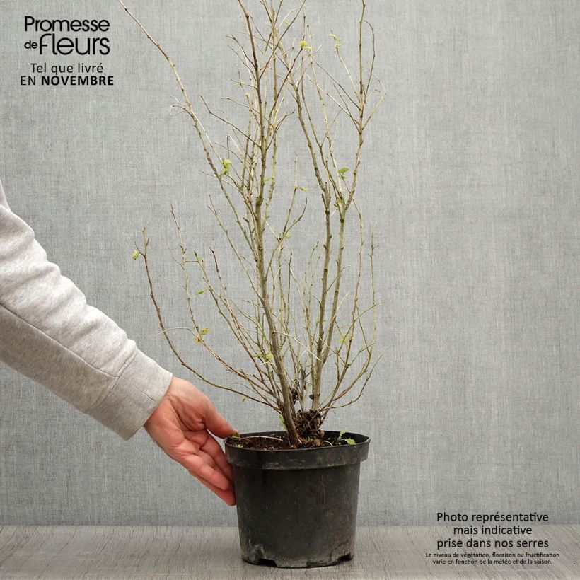 Spécimen de Holodiscus discolor - Holodisque discolore Pot de 4L/5L tel que livré en automne