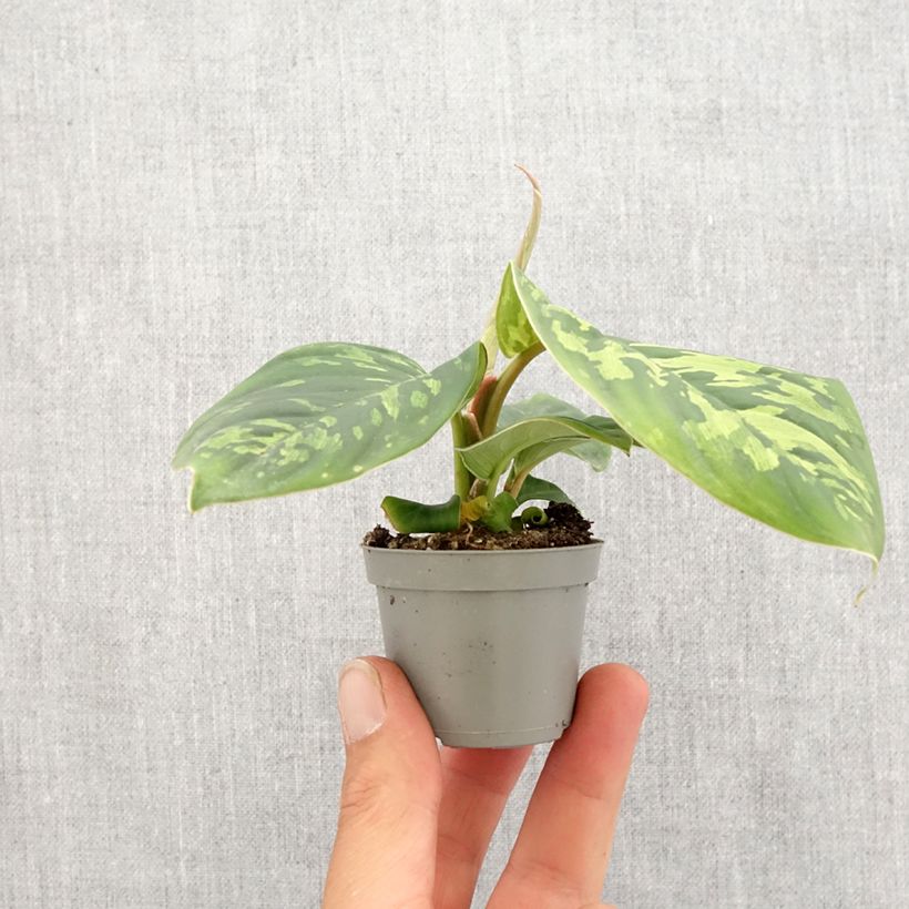 Spécimen de Homalomena Camouflage Mini-plante tel que livré au printemps