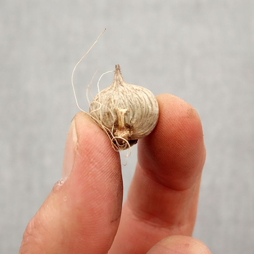 Spécimen de Homeria ochroleuca - Tulipe du Cap Bulbe tel que livré au printemps