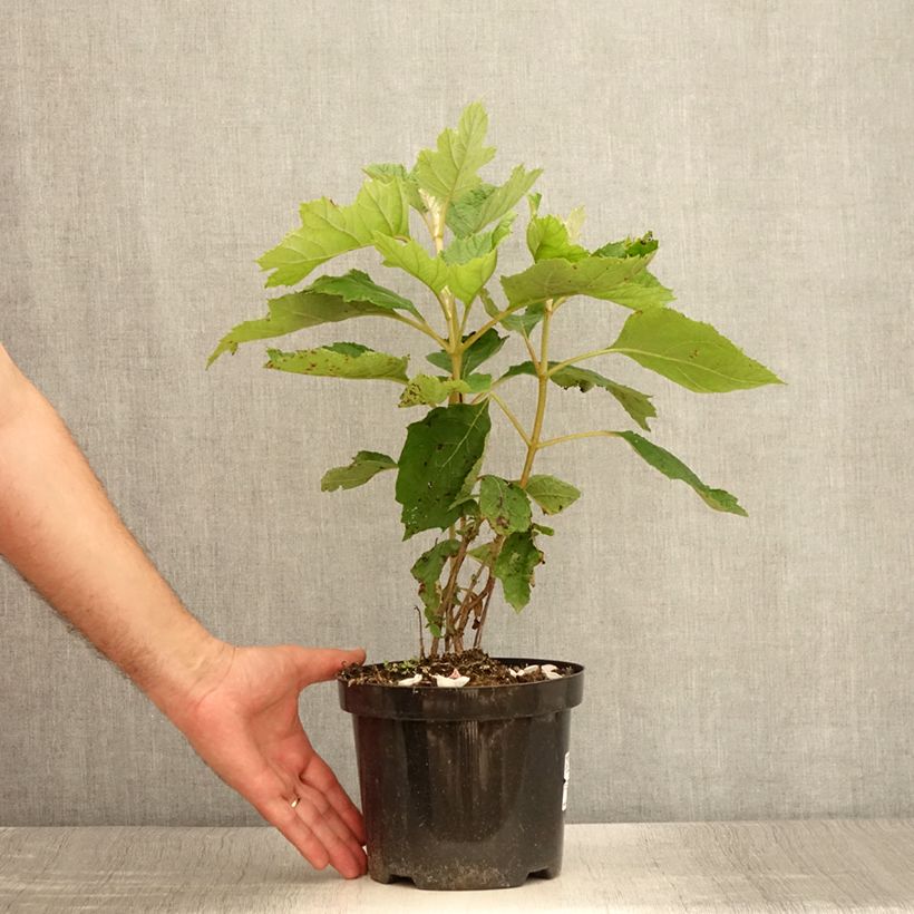 Spécimen de Hydrangea quercifolia - Hortensia à feuilles de chêne Pot de 2L/3L tel que livré en été