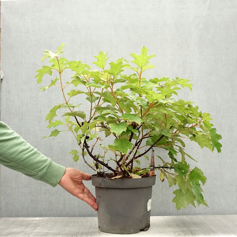 Spécimen de Hydrangea quercifolia - Hortensia à feuilles de chêne Pot de 7,5L/10L tel que livré en été