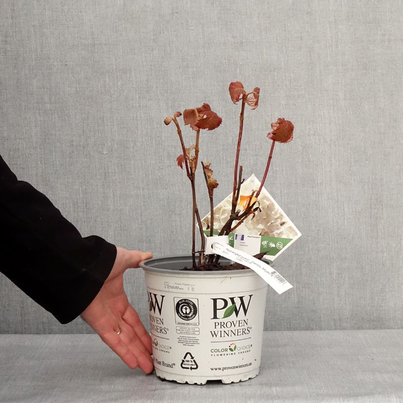 Spécimen de Hydrangea quercifolia Gatsby Moon - Hortensia à feuilles de chêne Pot de 2L/3LHauteur livrée env. 20/30cm tel que livré en hiver