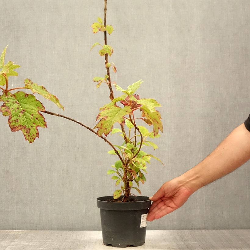 Spécimen de Hydrangea quercifolia Sike's Dwarf - Hortensia à feuilles de chêne Pot de 2L/3L tel que livré en été