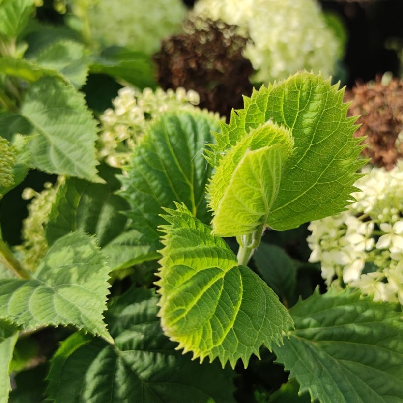 Hortensia arborescens BellaRagazza Limetta (Feuillage)