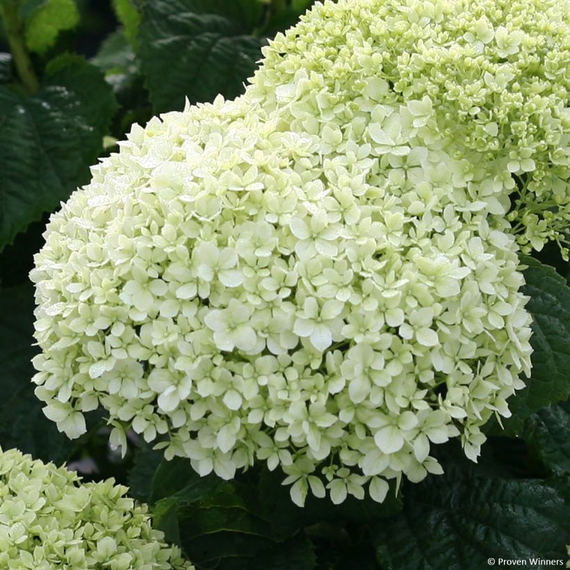 Hortensia arborescens BellaRagazza Limetta (Floraison)