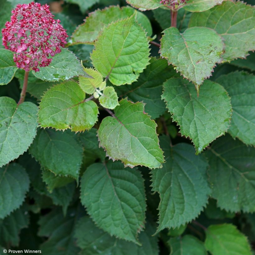 Hortensia arborescens BellaRagazza Mauvette (Feuillage)