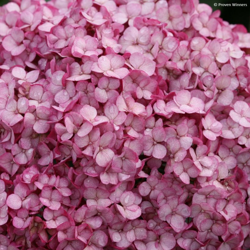 Hortensia arborescens BellaRagazza Mauvette (Floraison)