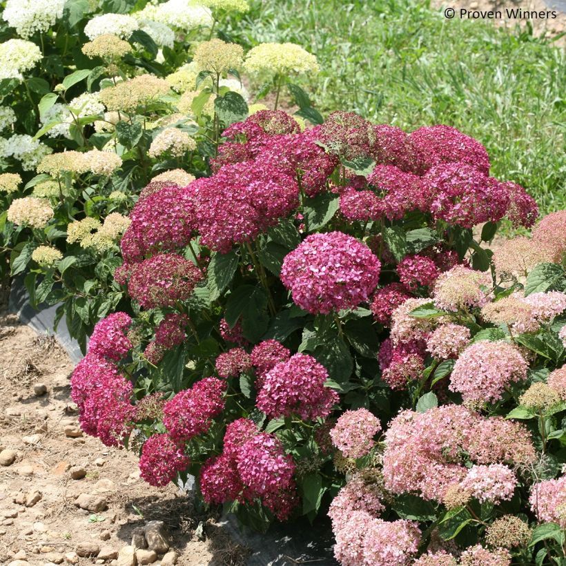 Hortensia arborescens BellaRagazza Mauvette (Port)