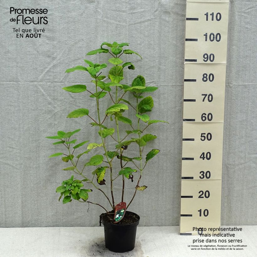 Spécimen de Hortensia arborescens Hills Of Snow Pot de 2L/3L tel que livré en été