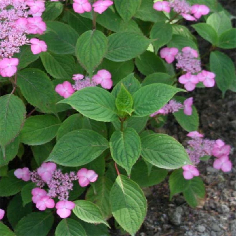 Hortensia - Hydrangea serrata Avelroz (Feuillage)