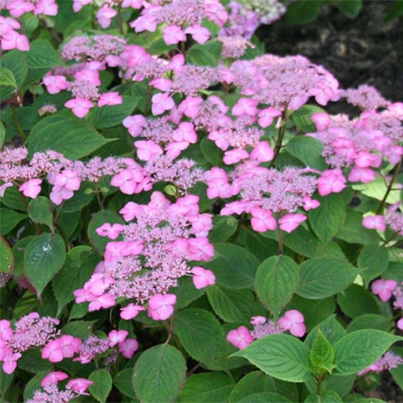 Hortensia - Hydrangea serrata Avelroz (Floraison)