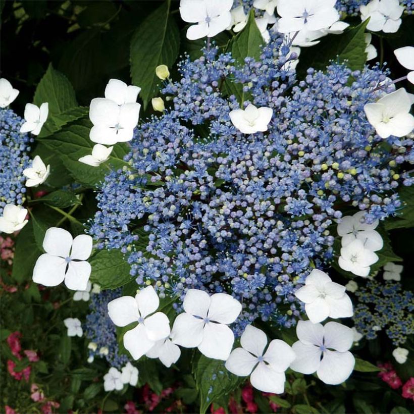 Hortensia - Hydrangea serrata Blue Bird (Floraison)