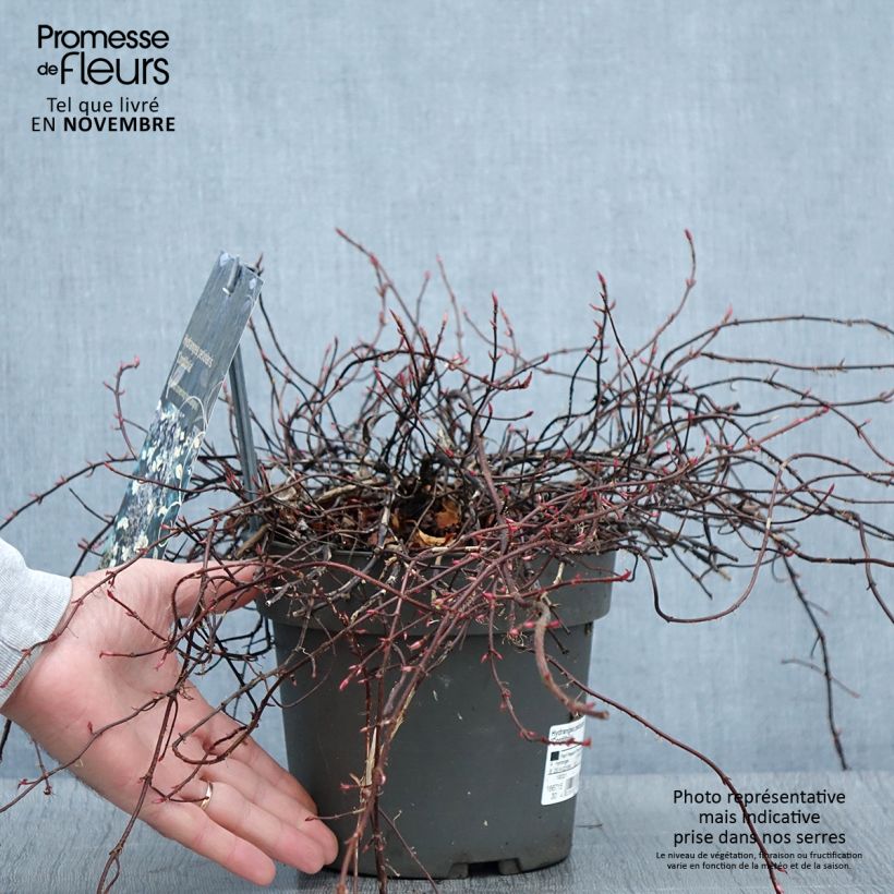 Spécimen de Hortensia grimpant - Hydrangea petiolaris Cordifolia Pot de 3L/4L tel que livré en automne