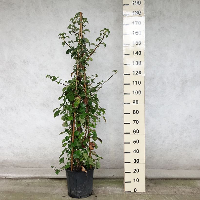 Spécimen de Hortensia grimpant - Hydrangea petiolaris en pot de 5L 100/120 cm tel que livré en été