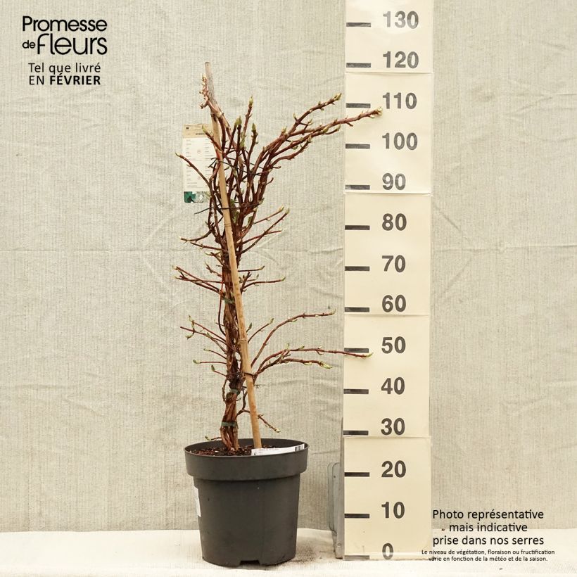 Spécimen de Hortensia grimpant - Hydrangea petiolaris tel que livré en hiver