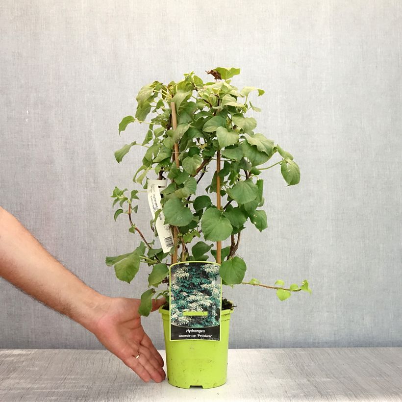 Spécimen de Hortensia grimpant - Hydrangea petiolaris Pot de 2L/3L tel que livré en été