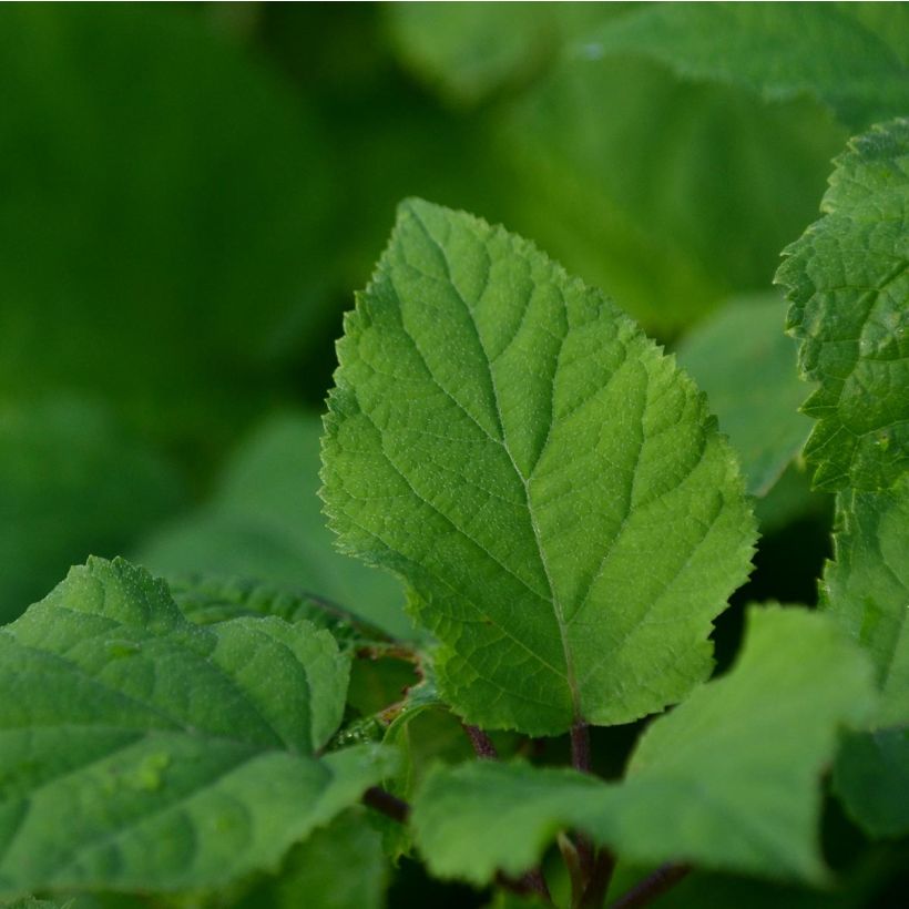 Hortensia arborescens Annabelle (Feuillage)