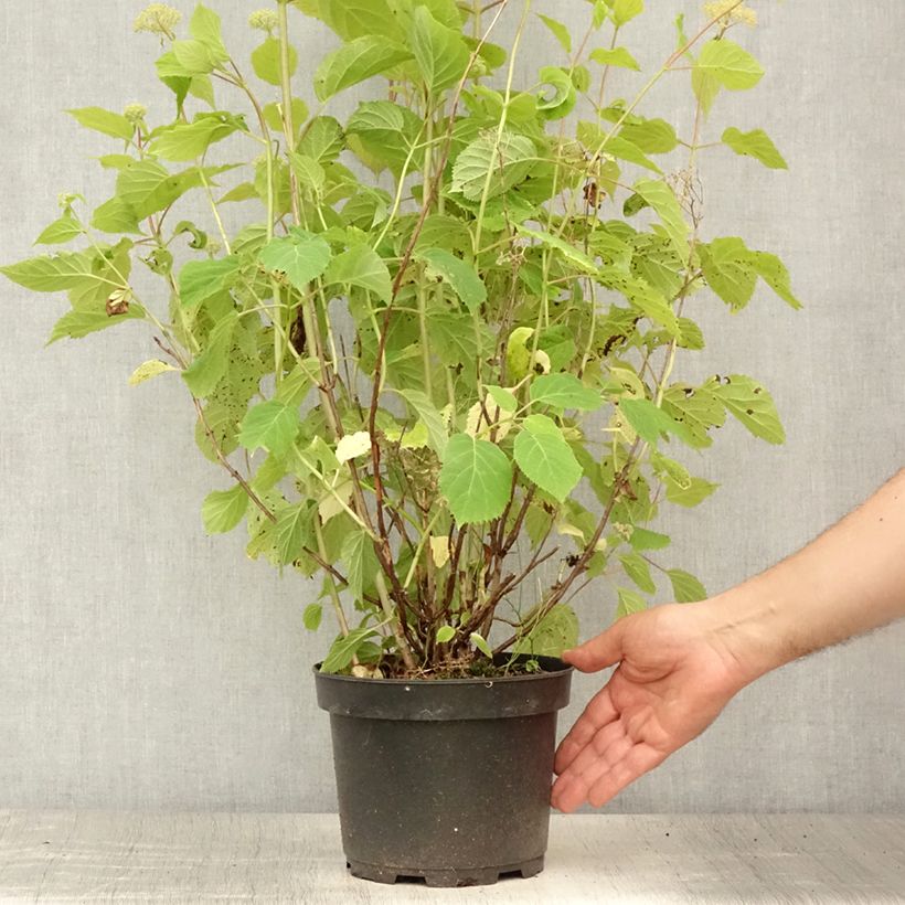Spécimen de Hortensia arborescens Candybelle Marshmallow Pot de 3L/4L tel que livré en été