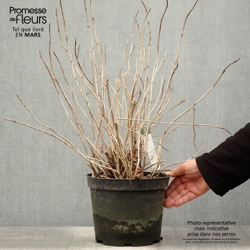 Spécimen de Hortensia arborescens Emerald lace  Pot de 4L/5LHauteur livrée env. 20/30cm tel que livré au printemps