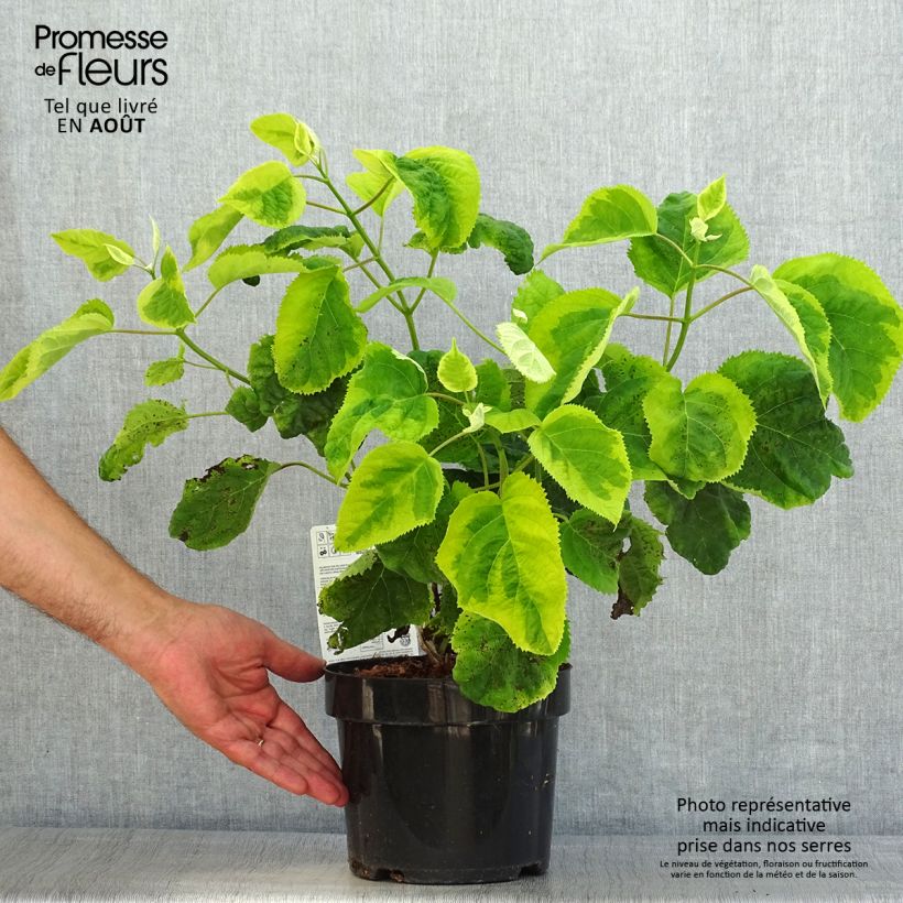 Spécimen de Hortensia arborescens Golden Annabelle Pot de 3L/4LHauteur livrée env. 30/40cm tel que livré en été