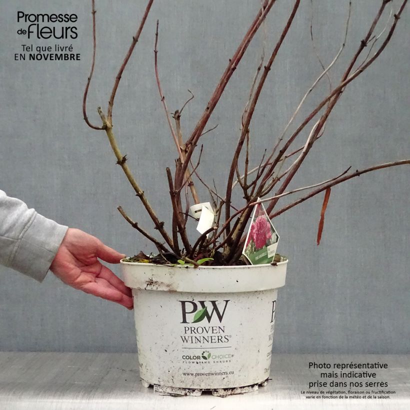 Spécimen de Hortensia arborescens Pink Annabelle ou Invincibelle Pot de 7,5L/10L, 3 /5 branches tel que livré en automne