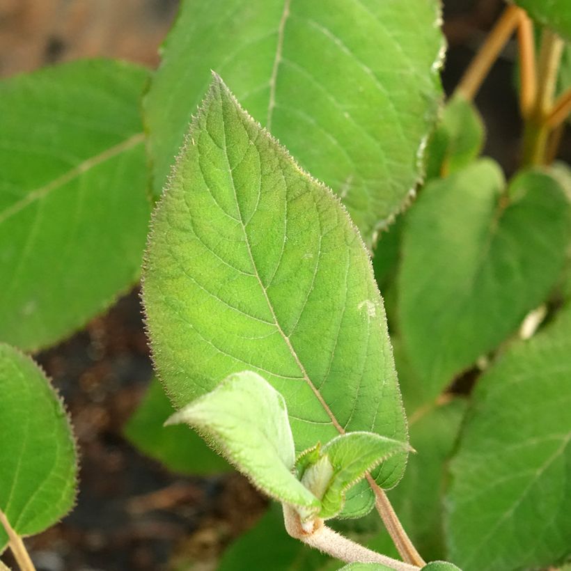Hortensia - Hydrangea aspera Bellevue (Feuillage)