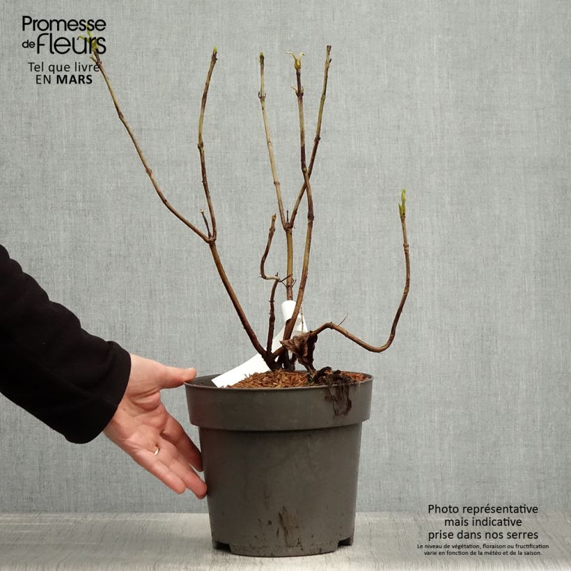 Spécimen de Hortensia - Hydrangea aspera Rosemary Foster  tel que livré au printemps