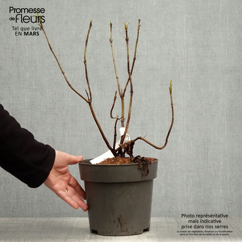 Spécimen de Hortensia - Hydrangea aspera Rosemary Foster  Pot de 4L/5L tel que livré au printemps