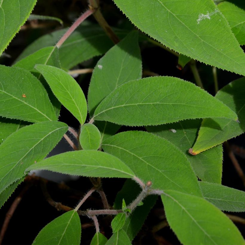 Hortensia - Hydrangea aspera villosa (Feuillage)