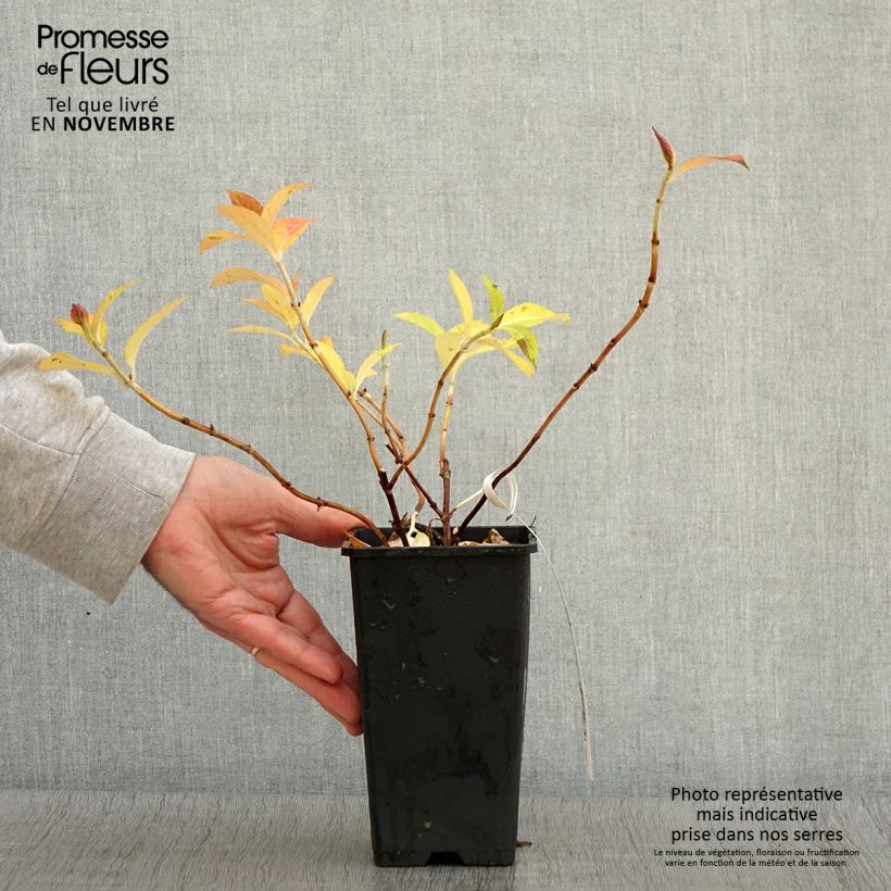 Spécimen de Hortensia - Hydrangea French Bolero tel que livré en automne