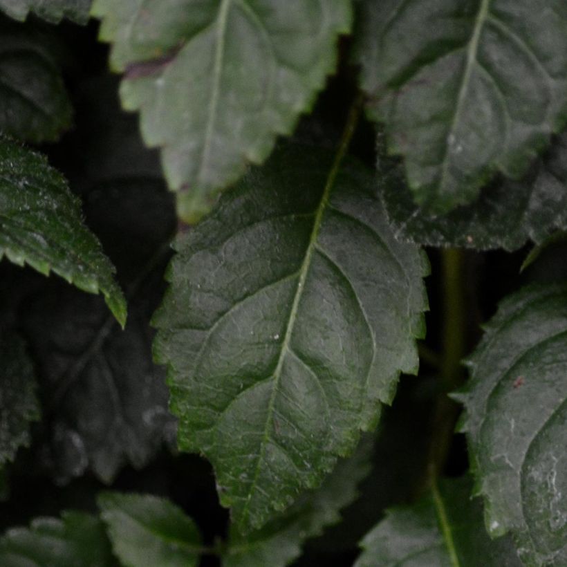 Hortensia grimpant - Hydrangea petiolaris Winter Surprise (Feuillage)