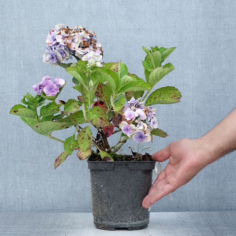 Spécimen de Hortensia - Hydrangea macrophylla Amethyst Pot de 3L/4L tel que livré en été