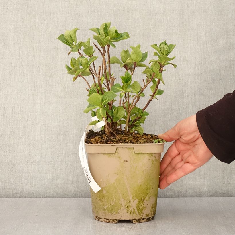 Spécimen de Hortensia - Hydrangea macrophylla Amethyst - Pot de 3L/4L tel que livré au printemps