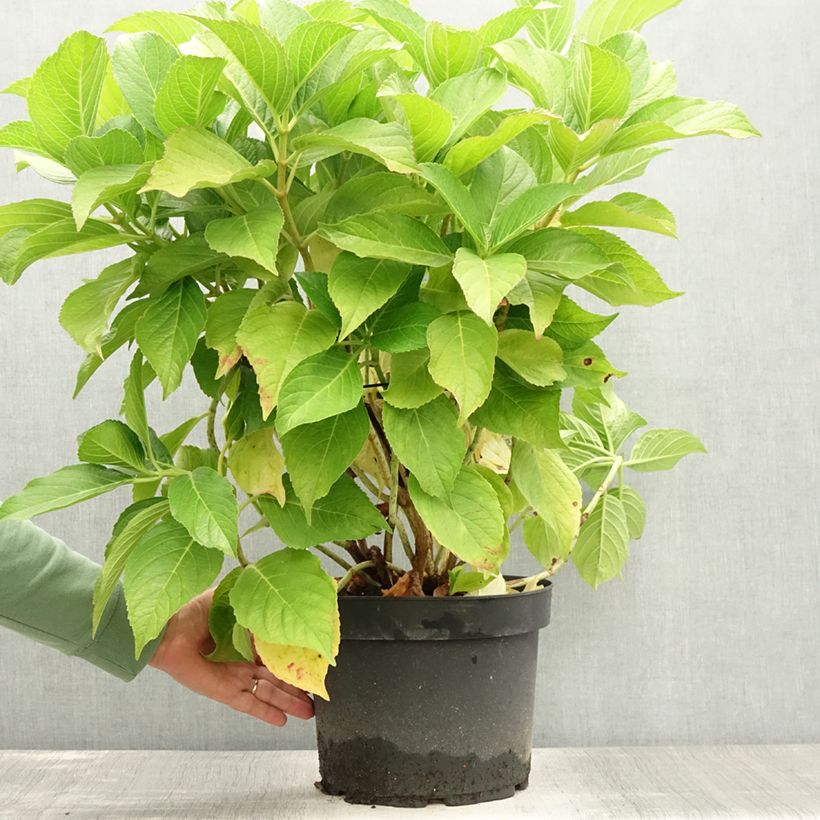 Spécimen de Hortensia macrophylla Ayesha Pot de 7,5L/10L tel que livré en été