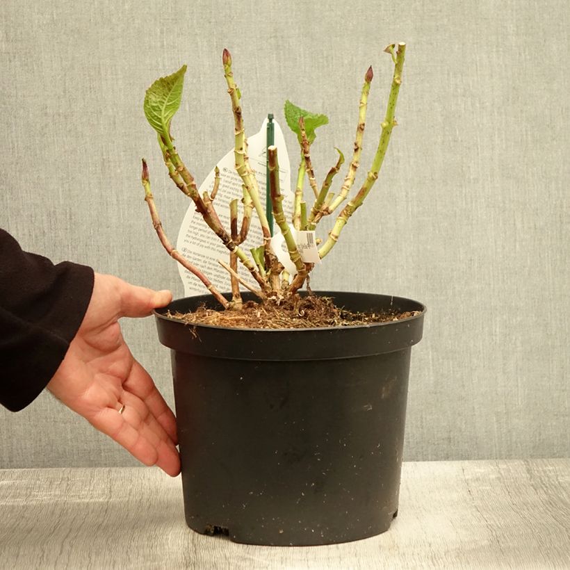 Spécimen de Hortensia - Hydrangea macrophylla Beautensia Spike Pot de 4L/5L tel que livré en automne